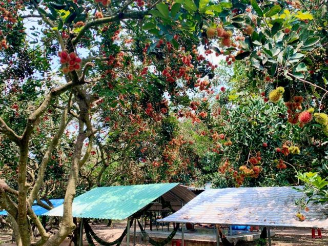 vườn trái cây nổi tiếng tại Tây Ninh 03