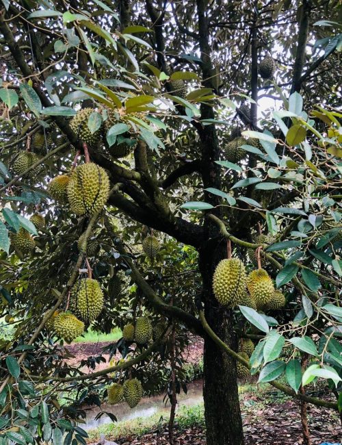 vườn trái cây nổi tiếng tại Tây Ninh 04
